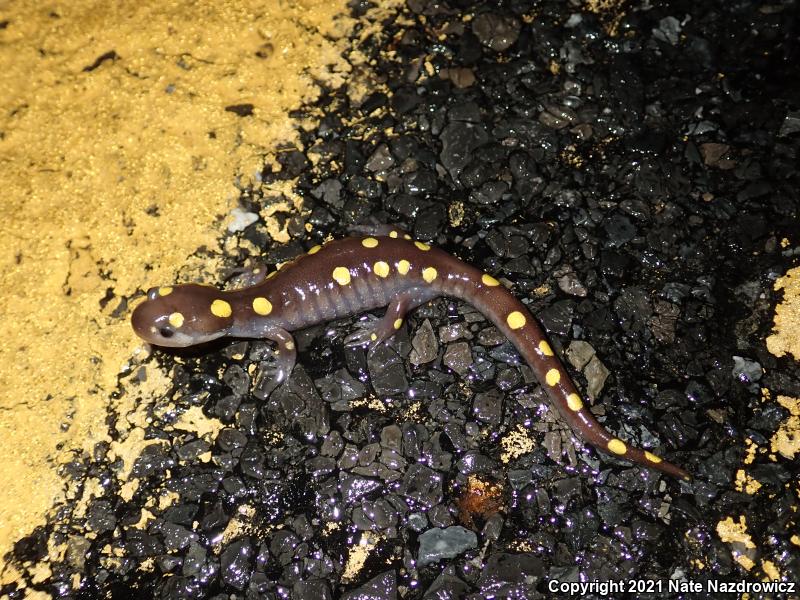 Spotted Salamander (Ambystoma maculatum)