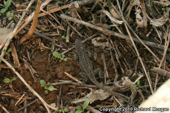 Western Side-blotched Lizard (Uta stansburiana elegans)