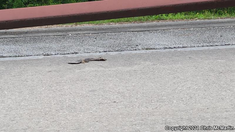 Yellow-bellied Watersnake (Nerodia erythrogaster flavigaster)