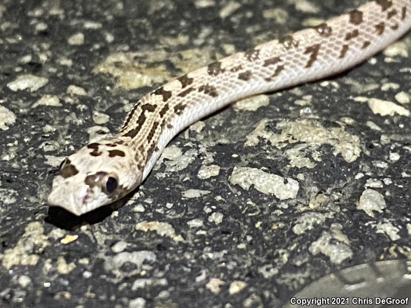 Spotted Leaf-nosed Snake (Phyllorhynchus decurtatus)