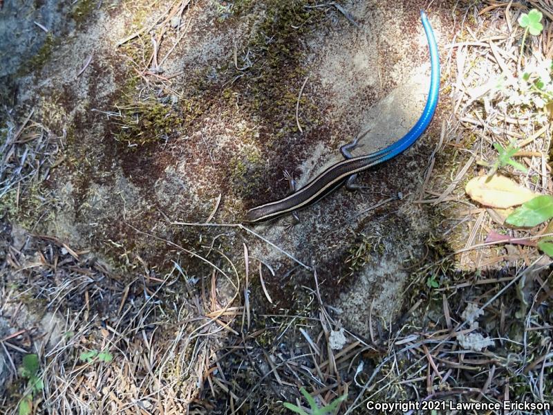 Western Skink (Plestiodon skiltonianus skiltonianus)