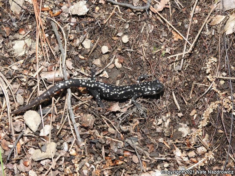 Southeastern Slimy Salamander (Plethodon grobmani)