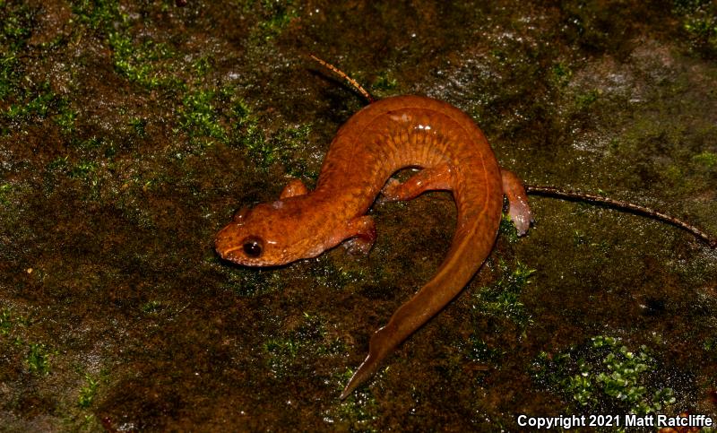 Northern Spring Salamander (Gyrinophilus porphyriticus porphyriticus)