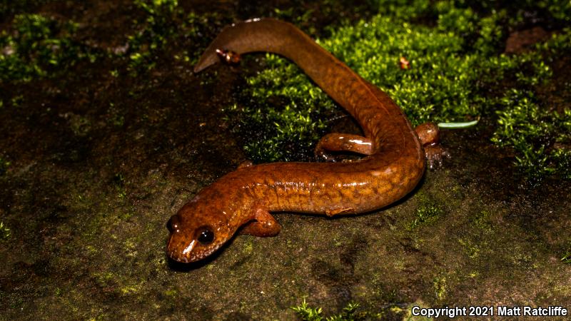 Northern Spring Salamander (Gyrinophilus porphyriticus porphyriticus)