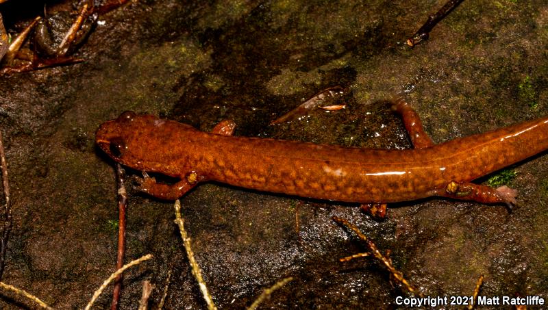 Northern Spring Salamander (Gyrinophilus porphyriticus porphyriticus)