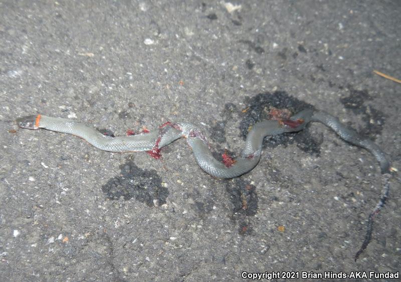 San Bernardino Ring-necked Snake (Diadophis punctatus modestus)