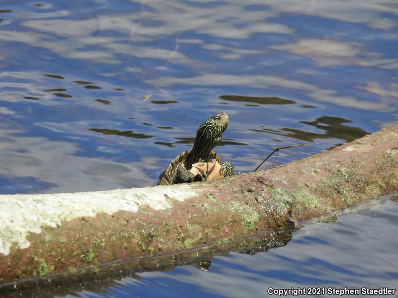 Northern Map Turtle (Graptemys geographica)