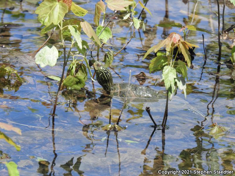 Northern Map Turtle (Graptemys geographica)