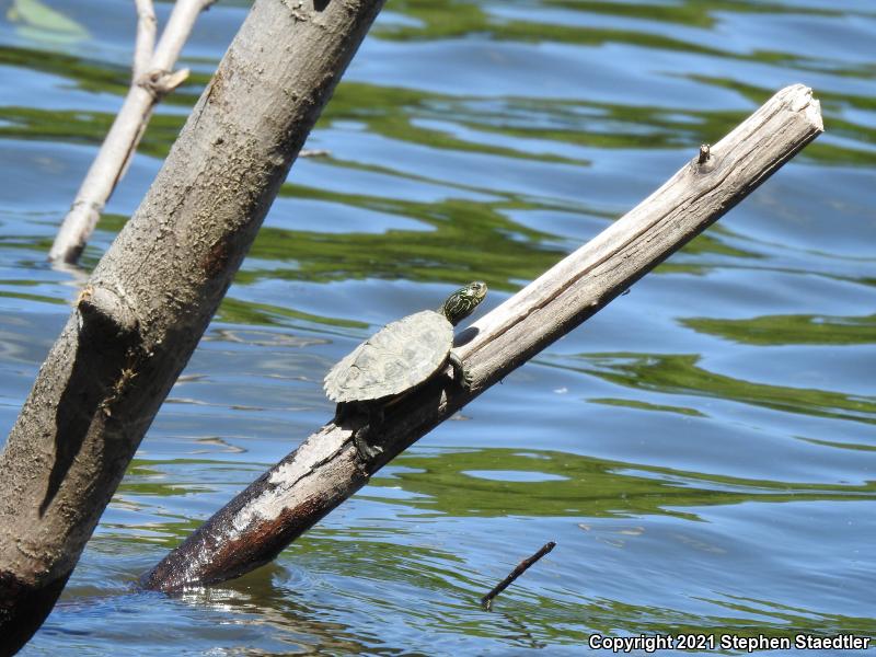 Northern Map Turtle (Graptemys geographica)