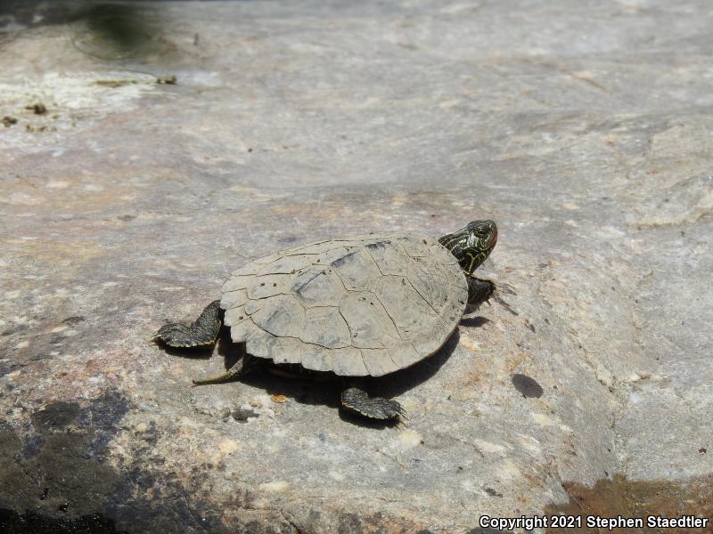 Northern Map Turtle (Graptemys geographica)