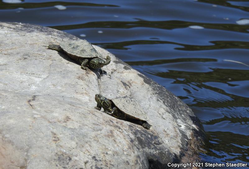 Northern Map Turtle (Graptemys geographica)