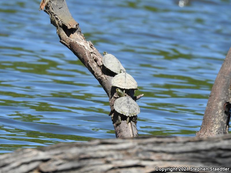 Northern Map Turtle (Graptemys geographica)