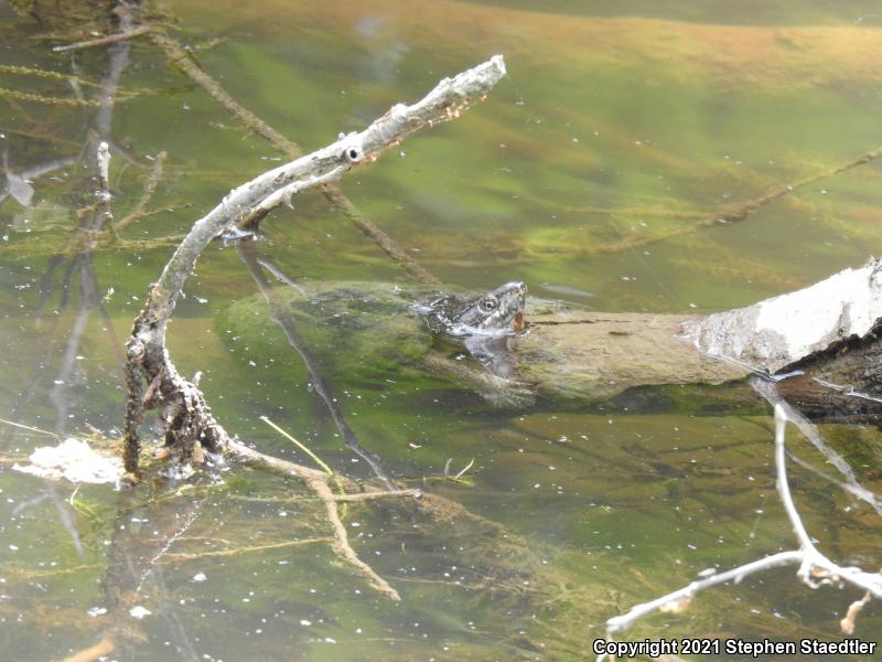 Eastern Musk Turtle (Sternotherus odoratus)