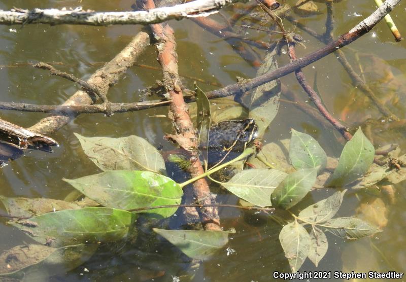 Eastern Musk Turtle (Sternotherus odoratus)