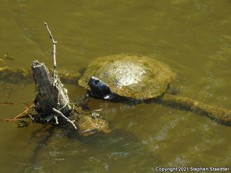 Northern Red-bellied Cooter (Pseudemys rubriventris)