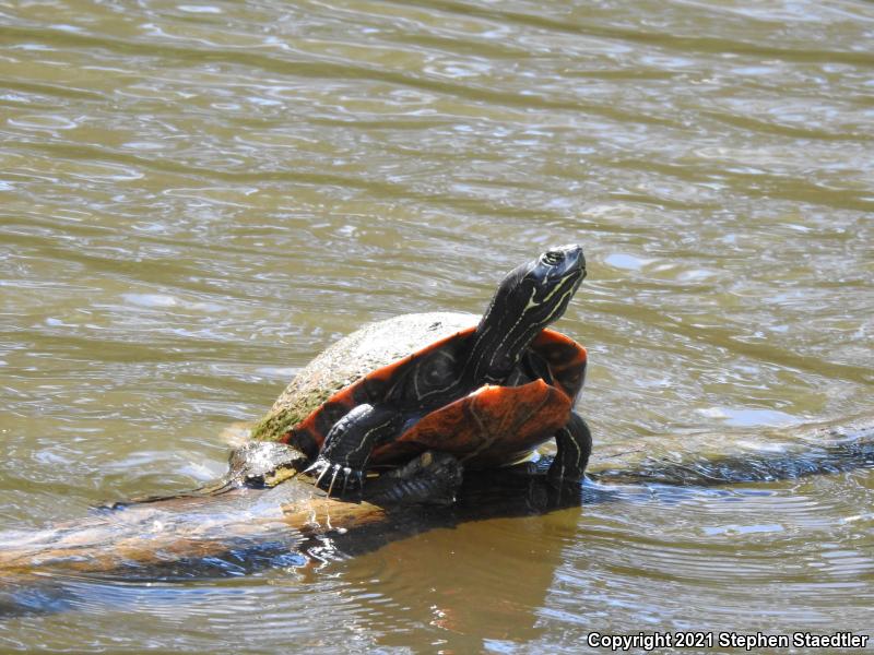 Northern Red-bellied Cooter (Pseudemys rubriventris)