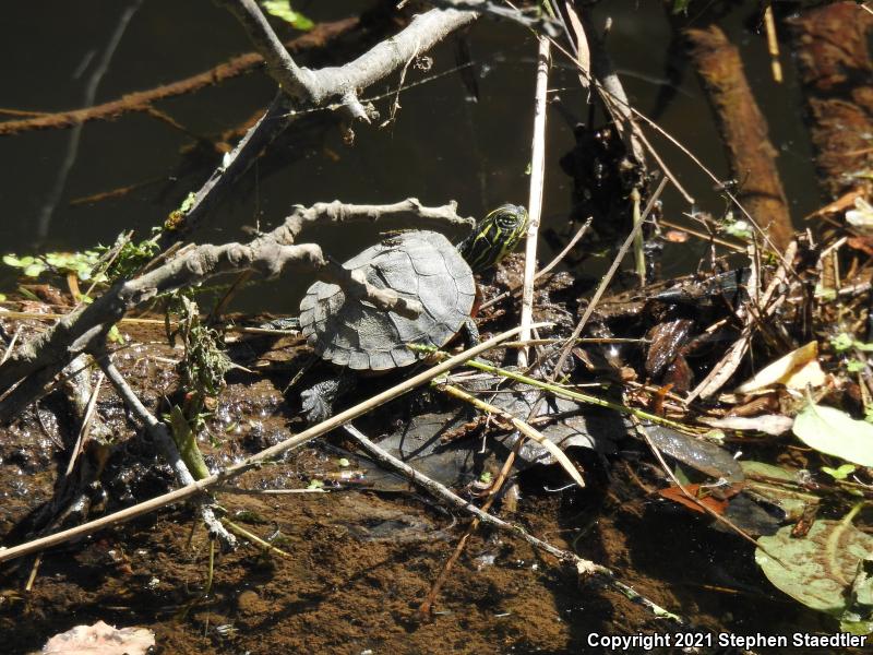 Northern Red-bellied Cooter (Pseudemys rubriventris)