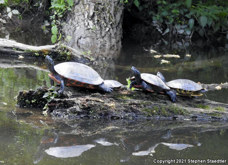 Northern Red-bellied Cooter (Pseudemys rubriventris)