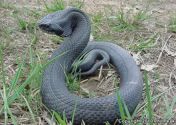 Eastern Hog-nosed Snake (Heterodon platirhinos)