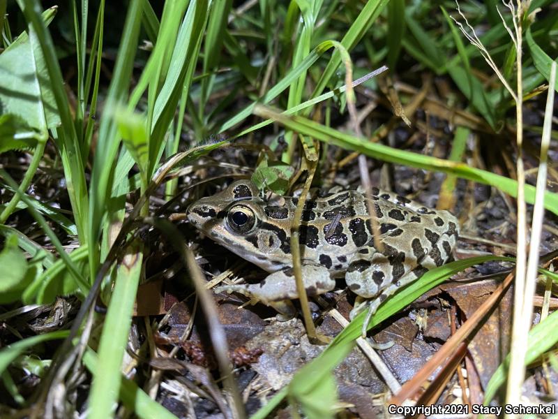 Pickerel Frog (Lithobates palustris)