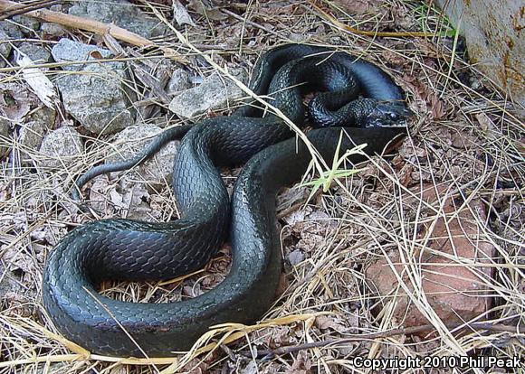 Southern Black Racer (Coluber constrictor priapus)