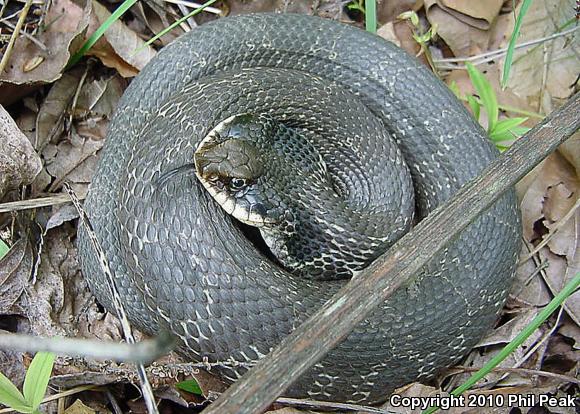 Eastern Hog-nosed Snake (Heterodon platirhinos)