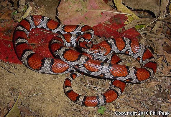 Eastern Milksnake (Lampropeltis triangulum triangulum)