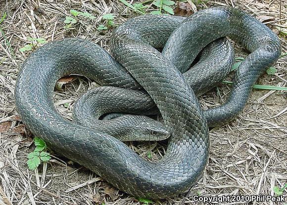 Prairie Kingsnake (Lampropeltis calligaster calligaster)