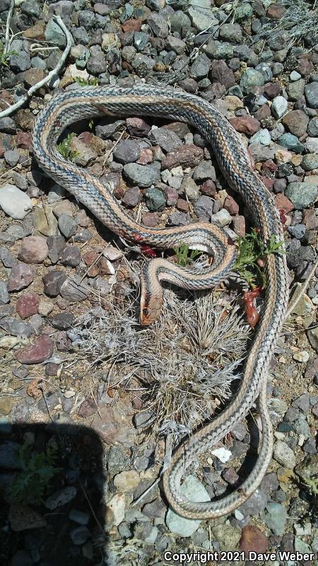 Big Bend Patch-nosed Snake (Salvadora hexalepis deserticola)