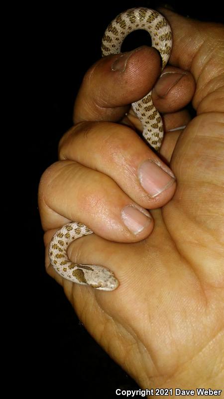 Texas Nightsnake (Hypsiglena jani texana)