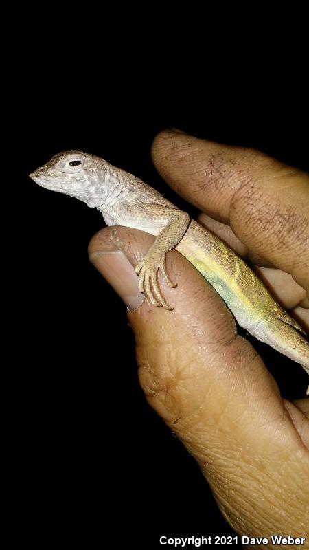Elegant Earless Lizard (Holbrookia elegans)