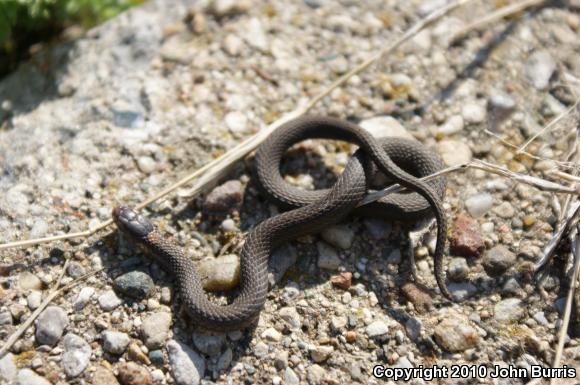 Northern Red-bellied Snake (Storeria occipitomaculata occipitomaculata)