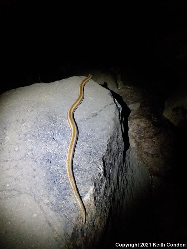 Desert Rosy Boa (Lichanura trivirgata gracia)