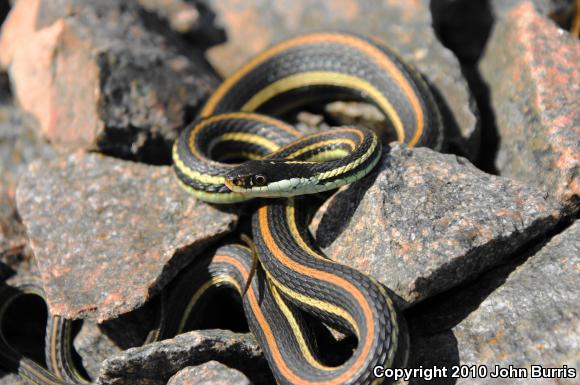 Orange-striped Ribbonsnake (Thamnophis proximus proximus)