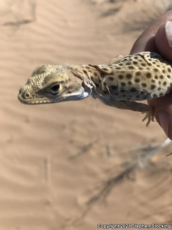 Longnose Leopard Lizard (Gambelia wislizenii)