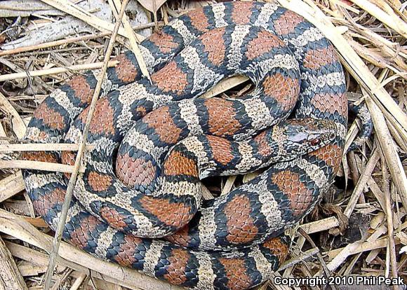 Eastern Milksnake (Lampropeltis triangulum triangulum)