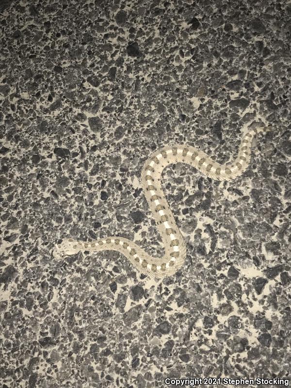 Mojave Desert Sidewinder (Crotalus cerastes cerastes)