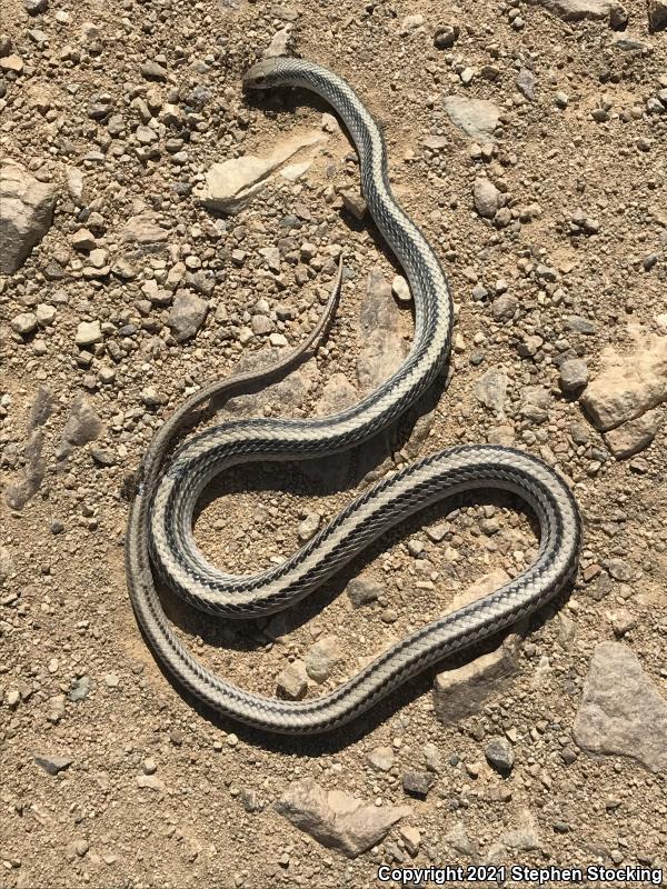 Mojave Patch-nosed Snake (Salvadora hexalepis mojavensis)