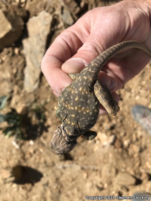 Eastern Collared Lizard (Crotaphytus collaris)