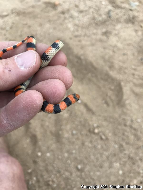 Variable Groundsnake (Sonora semiannulata semiannulata)