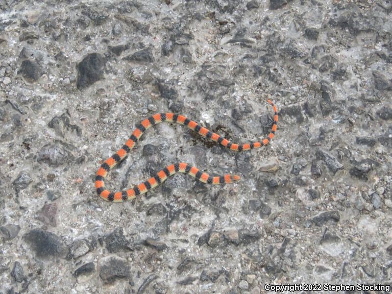 Variable Groundsnake (Sonora semiannulata semiannulata)