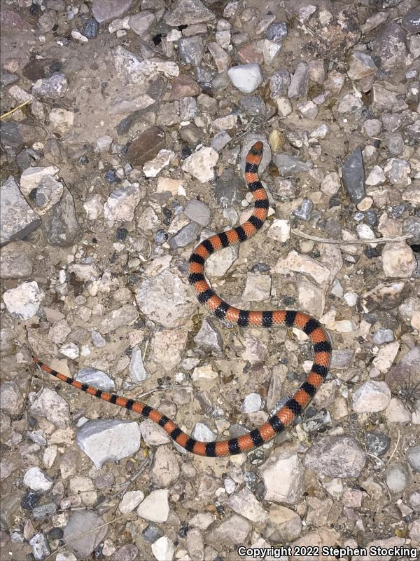 Variable Groundsnake (Sonora semiannulata semiannulata)