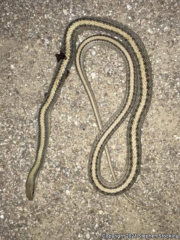 Mojave Patch-nosed Snake (Salvadora hexalepis mojavensis)