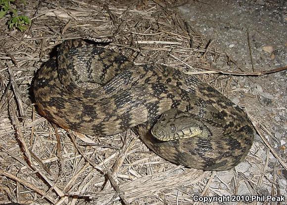 Diamond-backed Watersnake (Nerodia rhombifer rhombifer)