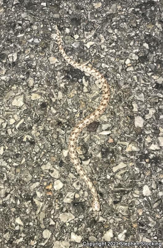 Spotted Leaf-nosed Snake (Phyllorhynchus decurtatus)