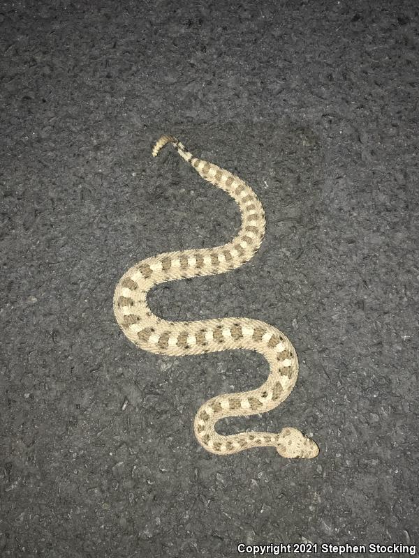 Mojave Desert Sidewinder (Crotalus cerastes cerastes)