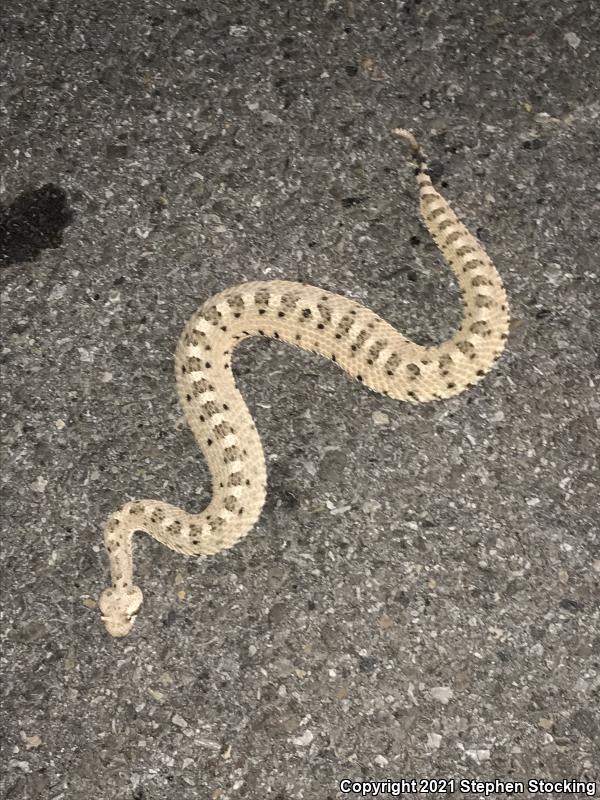 Mojave Desert Sidewinder (Crotalus cerastes cerastes)