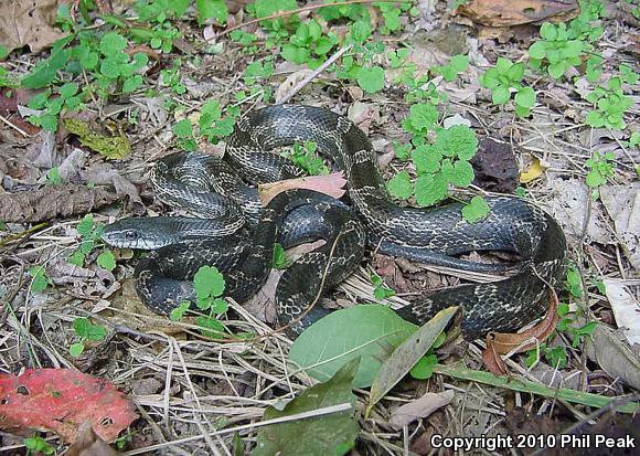 Gray Ratsnake (Pantherophis obsoletus spiloides)