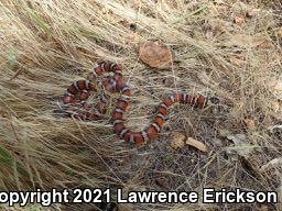 California Mountain Kingsnake (Lampropeltis zonata)