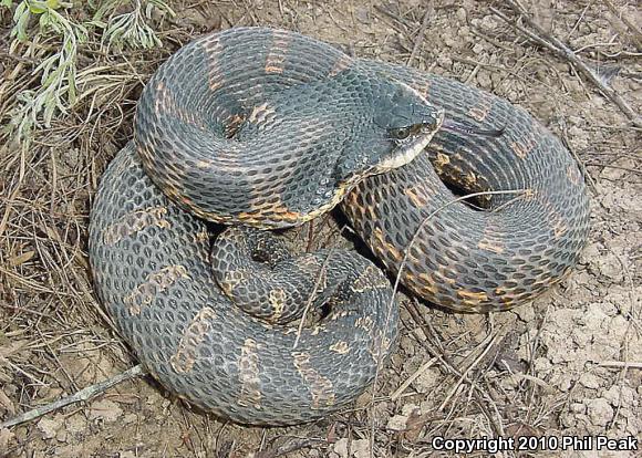 Eastern Hog-nosed Snake (Heterodon platirhinos)